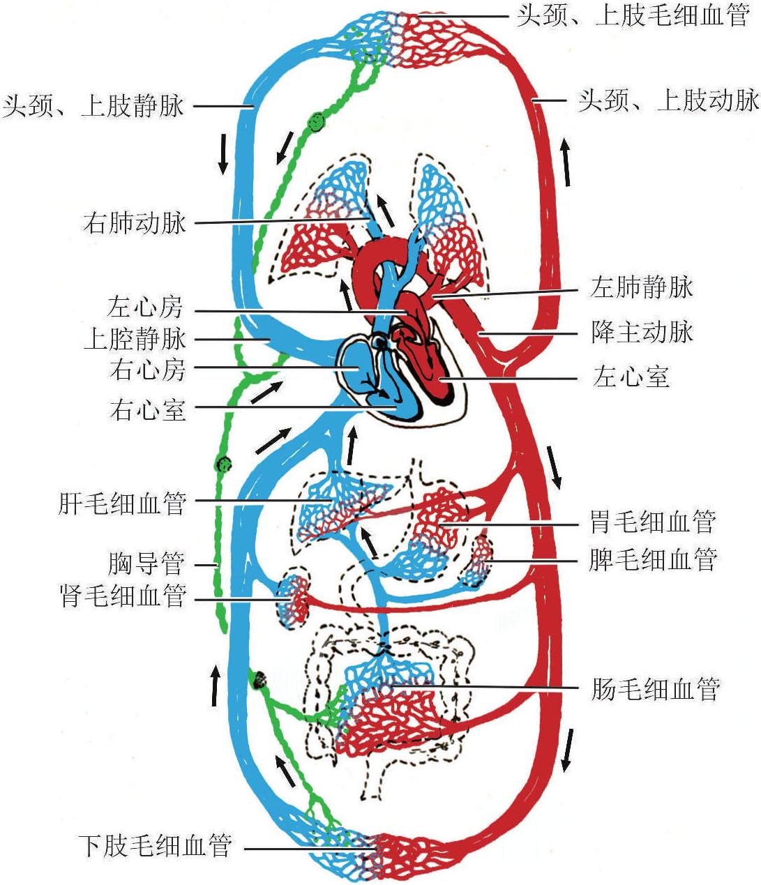 静脉与动脉的流向图图片